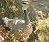 goose 2