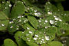 dew