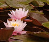 water lily