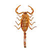 scorpion
