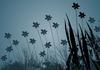 Flowers in the dark
