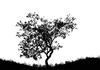 Tree silhouette