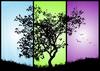 black tree on a colorful backg