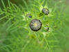 flower bud