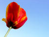 tulip