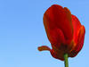 tulip 2