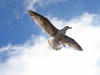 seagull