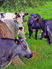 cows