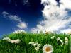 | flowers |