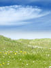 Dutch landscape