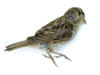 little bird