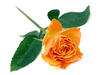rose