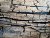 cracked wood