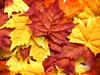 autumn leafs