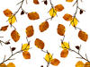 leaves