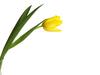 yellow tulip