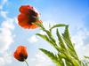 poppy