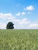 .landscape.