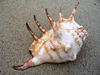 conch details