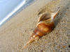 shell on the sand