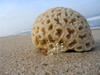 coral