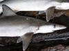 baby shark