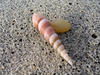 augur shell & pebble