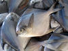 white pomfret