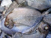 Black Pomfret