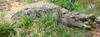 marsh crocodile