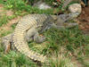marsh crocodile