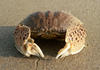 crab