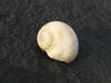Sea Shell