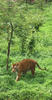 Royal Bengal Tiger
