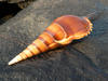 Sea Shell on the rock