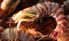 Shrimp