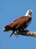 Kite