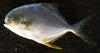 yellow pomfret