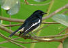 Magpie Robin