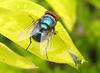 common blow-fly
