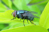 common blow-fly