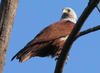 Kite