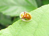 Exotic bug