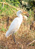 cattle egret