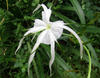 Spider Lily