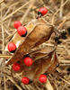 Rosary Bean