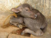 Buffalo Calf