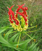 Flame Lily