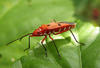 red bug