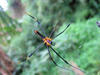 Garden Spider